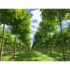 Blu CO2-Klimabaum Topf-Ø Ca. 15 Cm Paulownia Fortunei 10 Blu CO2-Klimabaum Topf-Ø Ca. 15 Cm Paulownia Fortunei -Pola Pflanz Geschaft 853537 3358 3