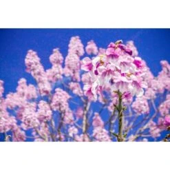 Blu CO2-Klimabaum Topf-Ø Ca. 15 Cm Paulownia Fortunei 11 Blu CO2-Klimabaum Topf-Ø Ca. 15 Cm Paulownia Fortunei -Pola Pflanz Geschaft 853537 3358 4