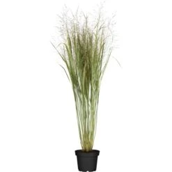 GROW By OBI Garten-Ruten-Hirse "Northwind" Grün Topf Ca. 7 L Panicum