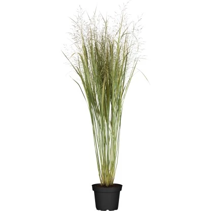 GROW By OBI Garten-Ruten-Hirse "Northwind" Grün Topf Ca. 7 L Panicum 3 GROW By OBI Garten-Ruten-Hirse "Northwind" Grün Topf Ca. 7 L Panicum