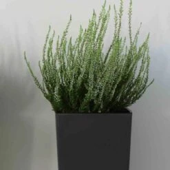 Siena Garden Pflanzgefäß Modern Brest Anthrazit 25x25x26,0 Cm 7 Siena Garden Pflanzgefäß Modern Brest Anthrazit 25x25x26,0 Cm -Pola Pflanz Geschaft 8629628 1346 3