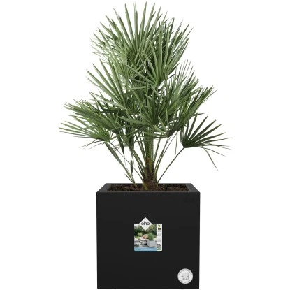 Elho Pflanztopf Vivo Next 30 Cm X 30 Cm X 30 Cm Living Black Mit Rollen 4 Elho Pflanztopf Vivo Next 30 Cm X 30 Cm X 30 Cm Living Black Mit Rollen – Bild 2