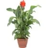 Indisches Blumenrohr Sortiert Topf-Ø Ca. 30 Cm Canna 1 Indisches Blumenrohr Sortiert Topf-Ø Ca. 30 Cm Canna -Pola Pflanz Geschaft 8715495176124 4833 1