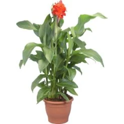 Indisches Blumenrohr Sortiert Topf-Ø Ca. 30 Cm Canna