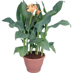 Indisches Blumenrohr Sortiert Topf-Ø Ca. 30 Cm Canna -Pola Pflanz Geschaft 8715495176124 4833 3