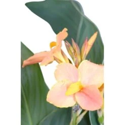 Indisches Blumenrohr Sortiert Topf-Ø Ca. 30 Cm Canna -Pola Pflanz Geschaft 8715495176124 4833 4