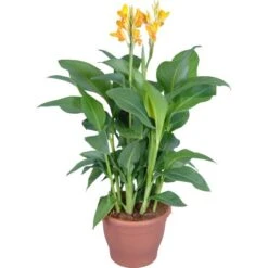 Indisches Blumenrohr Sortiert Topf-Ø Ca. 30 Cm Canna -Pola Pflanz Geschaft 8715495176124 4833 5