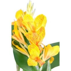 Indisches Blumenrohr Sortiert Topf-Ø Ca. 30 Cm Canna -Pola Pflanz Geschaft 8715495176124 4833 6