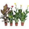 Indisches Blumenrohr Sortiert Topf-Ø Ca. 17 Cm Canna 1 Indisches Blumenrohr Sortiert Topf-Ø Ca. 17 Cm Canna -Pola Pflanz Geschaft 8715495176346 4883 1