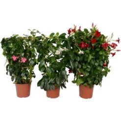 Dipladenie Sortiert Mit Rankhilfe Topf-Ø Ca. 17 Cm Mandevilla Sanderi