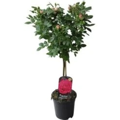 Fußstammrose Rosa Höhe Ca. 70 - 80 Cm Topf Ca. 2 L