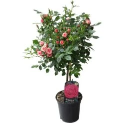 Fußstammrose Rosa Höhe Ca. 70 - 80 Cm Topf Ca. 2 L -Pola Pflanz Geschaft 8719194012981 4883 2
