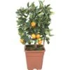 Zitrone Topf-Ø Ca. 15 Cm Citrus Calamondin -Pola Pflanz Geschaft 8719194149687 4883 1