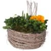 Frühling-Arrangement Im Zink-Gefäß Ø Ca. 21 Cm -Pola Pflanz Geschaft 8719194339354 4883 1