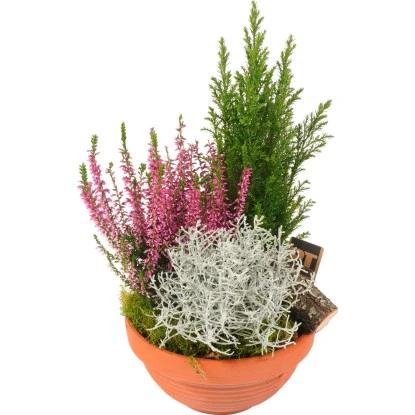 Herbst-Arrangement Im Terracotta-Gefäß Ø Ca. 19 Cm 3 Herbst-Arrangement Im Terracotta-Gefäß Ø Ca. 19 Cm