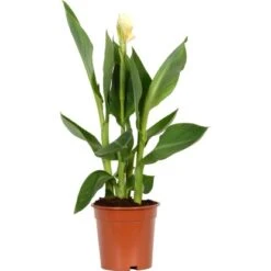 Blumenrohr "Cleopatra" Mix Topf-Ø Ca. 17 Cm -Pola Pflanz Geschaft 9196288 4883 Canna mix 1