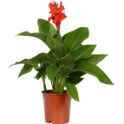 Blumenrohr "Cleopatra" Mix Topf-Ø Ca. 17 Cm -Pola Pflanz Geschaft 9196288 4883 Canna mix 2