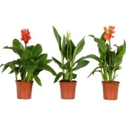 Blumenrohr "Cleopatra" Mix Topf-Ø Ca. 17 Cm -Pola Pflanz Geschaft 9196288 4883 Canna mix 4