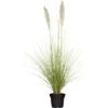 OBI Pampasgras "Comet" Topf-Ø Ca. 34 Cm Cortaderia Selloana -Pola Pflanz Geschaft 946273 3358 1