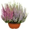 GROW By OBI Besenheide Schale-Ø Ca. 23 Cm Calluna Garden Girls -Pola Pflanz Geschaft 965844 3358 01