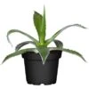 Agave Topf-Ø Ca. 17 Cm -Pola Pflanz Geschaft 9694332 3358 1