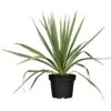Palmlilie Outdoor Weiß Topf-Ø Ca. 17 Cm Yucca Filamentosa -Pola Pflanz Geschaft 9694340 3358 1