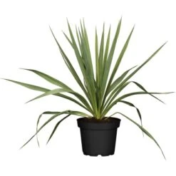 Palmlilie Outdoor Weiß Topf-Ø Ca. 17 Cm Yucca Filamentosa
