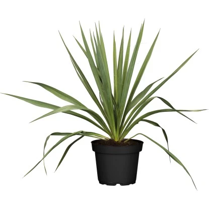 Palmlilie Outdoor Weiß Topf-Ø Ca. 17 Cm Yucca Filamentosa 3 Palmlilie Outdoor Weiß Topf-Ø Ca. 17 Cm Yucca Filamentosa
