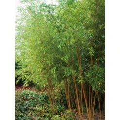 GROW By OBI Gold-Bambus Topf-Ø Ca. 26 Cm Phyllostachys -Pola Pflanz Geschaft 9886 Phyllostachys aurea 1