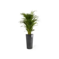Ecopots Pflanztopf Amsterdam Extrahoch Dunkelgrau 50 Cm X 90 Cm -Pola Pflanz Geschaft AmsterdamHigh90DarkGrey 01