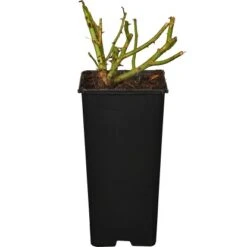 Strauchrose "Rosy Boom" Rosa Höhe Ca. 100 - 120 Cm Topf Ca. 16 L