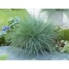 GROW By OBI Blauschwingel "Intense Blue" Topf-Ø Ca. 23 Cm Festuca Glauca -Pola Pflanz Geschaft auca Intens Blue Casblue 1