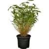 OBI Gartenbambus Höhe 30 - 40 Cm Topf Ca. 3 L Fargesia Murielae 1 OBI Gartenbambus Höhe 30 - 40 Cm Topf Ca. 3 L Fargesia Murielae -Pola Pflanz Geschaft ca 3 l fargesia murielae 1