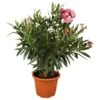 Oleander Dreifarbig Topf-Ø Ca. 19 Cm Nerium -Pola Pflanz Geschaft der dreifarbig 19 nerium 1