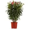 GROW By OBI Oleander Stamm Rosa Topf-Ø Ca. 20 Cm Nerium -Pola Pflanz Geschaft der stamm rosa 20 nerium 1