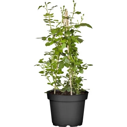 Kletterrosen Gelb Gestäbt Höhe Ca. 30 - 40 Cm Topf-Ø Ca. 3 L 3 Kletterrosen Gelb Gestäbt Höhe Ca. 30 - 40 Cm Topf-Ø Ca. 3 L