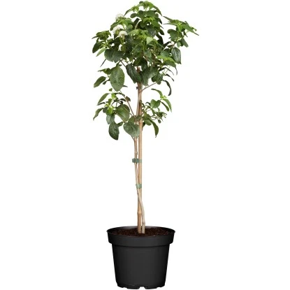 OBI Wandelröschen Stamm Gelb-Orange Topf-Ø Ca. 19 Cm Lantana 3 OBI Wandelröschen Stamm Gelb-Orange Topf-Ø Ca. 19 Cm Lantana