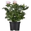 Strauchrosen "Premium" Höhe Ca. 20 - 30 Cm Topf-Ø Ca. 4 L -Pola Pflanz Geschaft n premium 2030 cm 4lrosa 1