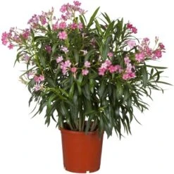Oleander Rosa Topf-Ø Ca. 17 Cm Nerium
