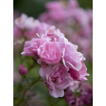 OBI Bodendeckerrosen Rosa Höhe Ca. 10 - 20 Cm Topf-Ø Ca. 3 L 3 OBI Bodendeckerrosen Rosa Höhe Ca. 10 - 20 Cm Topf-Ø Ca. 3 L