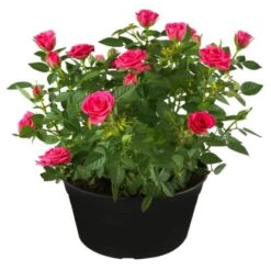 Beetrosen Rosa Höhe Ca. 20 - 30 Cm Topf-Ø Ca. 5 L