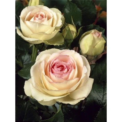 Pola Pflanz Geschaft -Pola Pflanz Geschaft rose 85 6080 cm 12lrosa 1