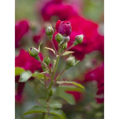 OBI Bodendeckerrosen Rot Höhe Ca. 10 - 20 Cm Topf-Ø Ca. 3 L 3 OBI Bodendeckerrosen Rot Höhe Ca. 10 - 20 Cm Topf-Ø Ca. 3 L