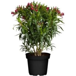 GROW By OBI Oleander Rot Topf-Ø Ca. 20 Cm Nerium