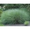 GROW By OBI Chinaschilf "Gracillimus" Silber Topf-Ø Ca. 23 Cm Miscanthus 2 GROW By OBI Chinaschilf "Gracillimus" Silber Topf-Ø Ca. 23 Cm Miscanthus -Pola Pflanz Geschaft s Silber 23cm Miscanthus 1