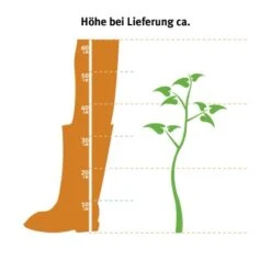 Pola Pflanz Geschaft -Pola Pflanz Geschaft sa topf ca. 17 cm nerium 2 1