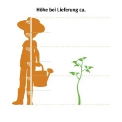 Roter Zebra-Bambus "Red Zebra" Topf-Ø Ca. 30 Cm Fargesia -Pola Pflanz Geschaft topf ca. 30 cm fargesia 2