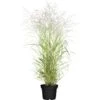 GROW By OBI Garten-Rutenhirse "Hänse Herms" Braun Topf-Ø Ca. 23 Cm Panicum -Pola Pflanz Geschaft un topf ca 23 cm panicum 1