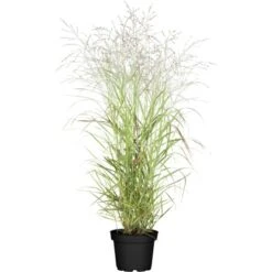 GROW By OBI Garten-Rutenhirse "Hänse Herms" Braun Topf-Ø Ca. 23 Cm Panicum