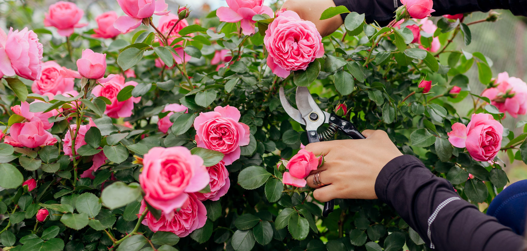 Pola Pflanz Geschaft -Pola Pflanz Geschaft 3 TYPE BUISSON 2